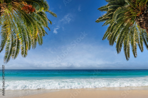 Tropical beach backgrounds, palms and sea. Summer vacation and tropical beach concept. 