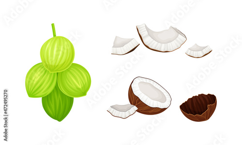 Brown and green exotic coconut set. Whole and broken into pieces fresh tropical fruit vector illustration