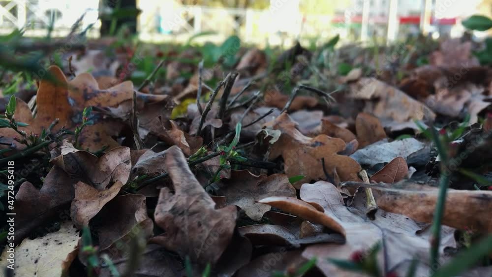 Withered automs leafs stick in grass, closeup shot against cars and dim trees seen blurred on background. Sheets stir from wind flow. Withered automs leafs stick in grass, closeup shot against cars and dim trees seen blurred on background. Sheets stir from wind flow.