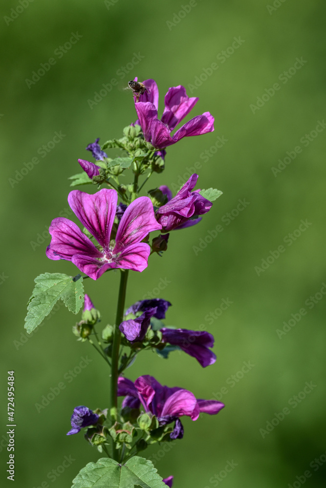 große Käsepappel, Käsepappel, Blume, Wiesenblume, Rosspappel, Malve, Wilde Malve, Nutzpflanze, Heilpflanze, violett, zierlich, Biene, Blüte, Blütenkelch, Blütenblatt, fünfblättrig, Hasenpappel, Hanfpa große Käsepappel, Käsepappel, Blume, Wiesenblume, Rosspappel, Malve, Wilde Malve, Nutzpflanze, Heilpflanze, violett, zierlich, Biene, Blüte, Blütenkelch, Blütenblatt, fünfblättrig, Hasenpappel, Hanfpa