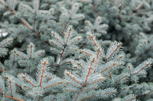 Background of blue spruce branches. © ichugai