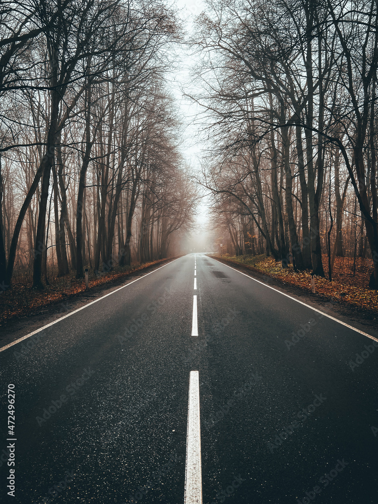 Fototapeta premium road in the fog