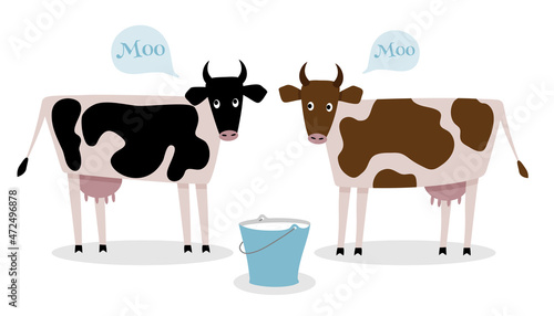 Two cows are standing with a bucket of milk. The black and brown spotted cow isolated on a white background. Farm animals, cattle. 