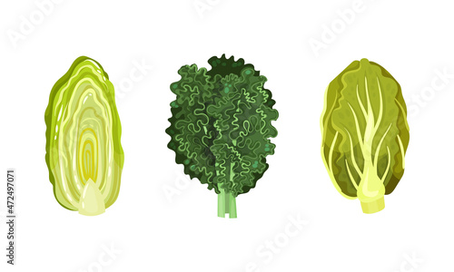 Different varieties of cabbage set. Kale, nappa and Chinese cabbage vector illustration