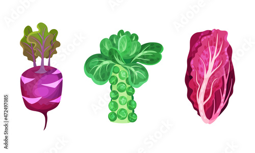 Different varieties of cabbage set. Brussels sprouts, nappa cabbage and kohlrabi vector illustration