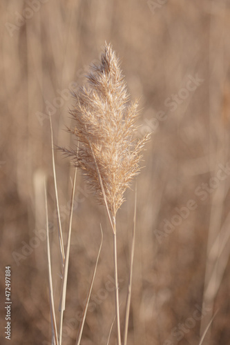 close up of reeds