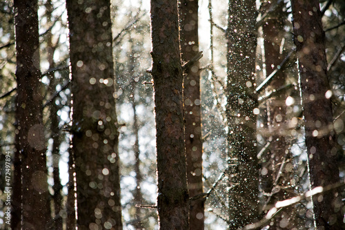 Fototapeta Naklejka Na Ścianę i Meble -  Las, zima, śnieg, blaski, bory, drzew, zima, śnieg, charakter, brzoza, drzew,  drewna, biała, krajobraz, bagażnik, drewna, park, kora, mróz, pora roku, gałąź, sosna, śnież, uprawa, grodzenie