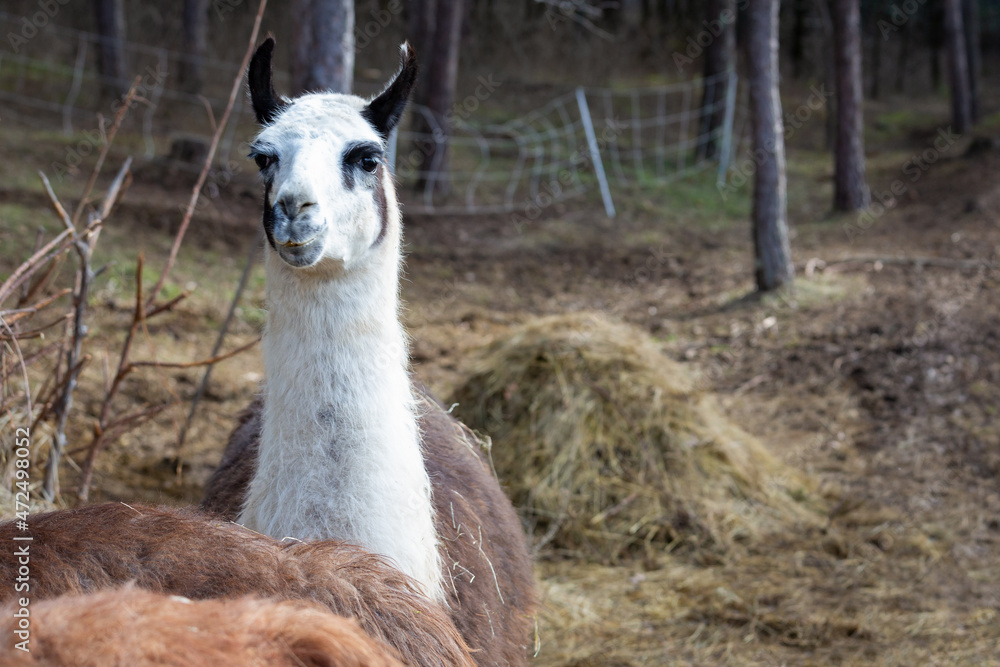 Lamas en nature Lamas en nature
