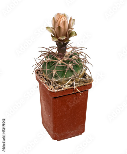 The Plant Blooms, The Cactus Gymnocalicium Mazanense V. Polycephalum (Latin Name), The Birthplace of America. Isolated On White Background photo