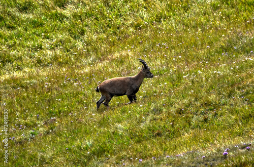 Steinbock  Alpensteinbock  Ziege  Ziegenart  Alpen  Nationalpark  Hohe Tauern  Gro  glockner  Hochgebirge  Steingei    Capra ibex  Herde  Herdentier  Steinwild  Geh  rn  imposant  rasten  ruhen  Almwiese