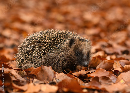 Hedgehog in colorful autumn forest