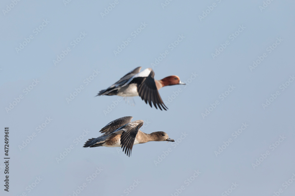 Anas Penelope Eurasian wigeon, a winter guest on the Rhine in Alsace, Eastern France Anas Penelope Eurasian wigeon, a winter guest on the Rhine in Alsace, Eastern France