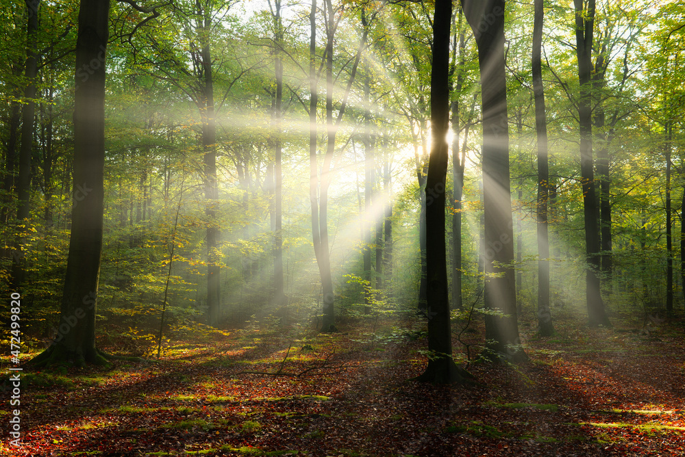 Obraz premium Beautiful sunny morning in the green forest