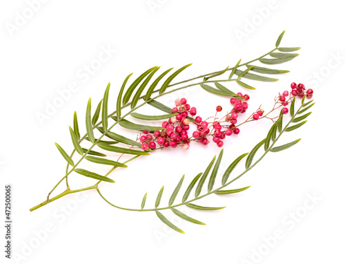 Twig of pink pepper tree, Schinus molle, introduced species in Canary Islands, isolated on white background 
 photo