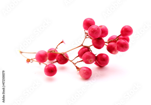 Twig of pink pepper tree, Schinus molle, introduced species in Canary Islands, isolated on white background 
