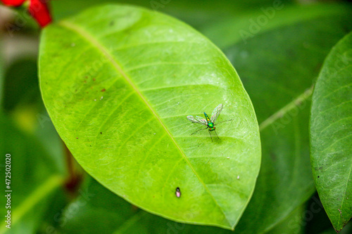 fruit fly on the leaf