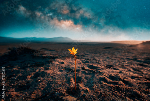Canvas lonely desert flower Añañuca is growing despite arid environment showing resilie