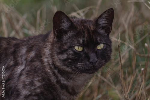 Dark colored street cat portrait photo