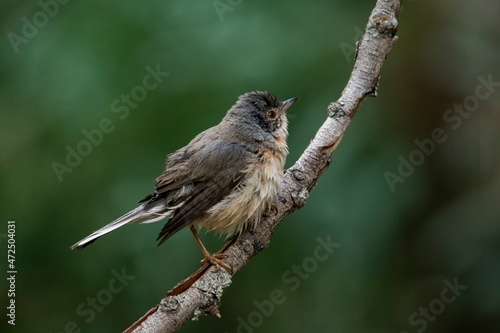 Sylvia cantillans - The western subalpine warbler is a typical small warbler. photo