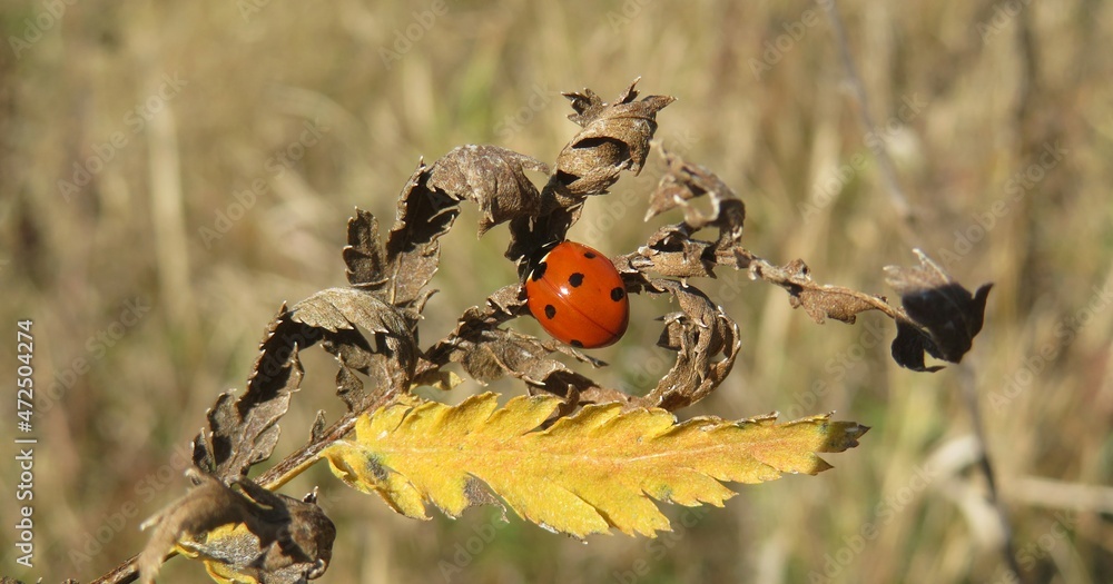Red ladybug on a dry plant in autumn garden, closeup Red ladybug on a dry plant in autumn garden, closeup