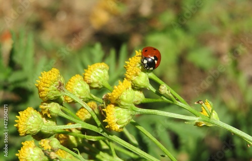Closeup of red ladybug sitting on a yellow tansy flowers