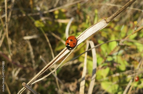 Ladybug sitting on a blade of grass in autumn garden
