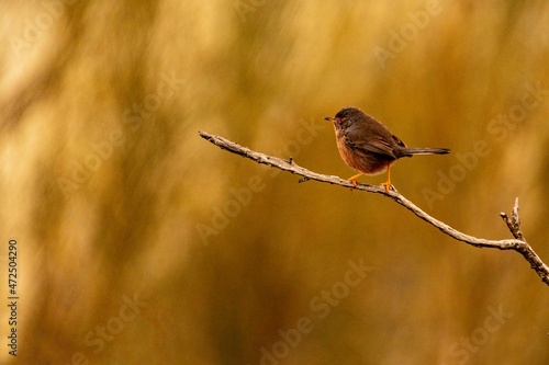 Sylvia undata - The long-tailed warbler is a species of passerine bird in the Sylviidae family. photo