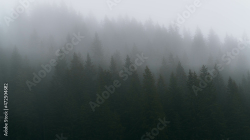 fog in the forest © Alex