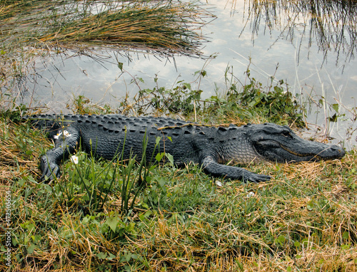 alligator in the swamps