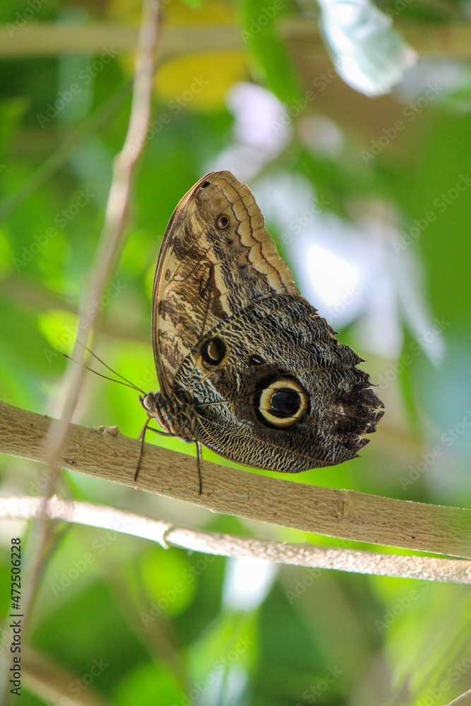 Caligo Eurilochus butterfly on a green leaf Caligo Eurilochus butterfly on a green leaf