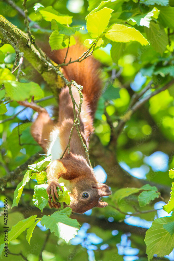 Fototapeta premium A busy squirrel gathering nuts and eating them