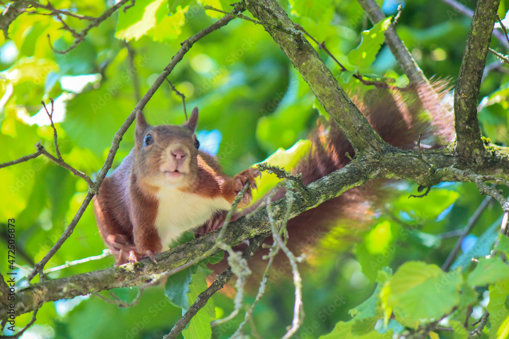 Fototapeta premium A busy squirrel gathering nuts and eating them