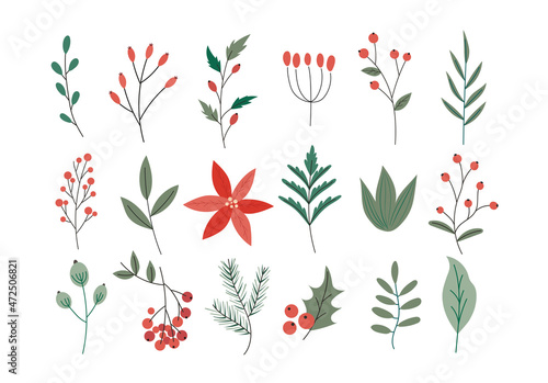 Christmas decorations. Winter plants, flowers. Vector illustration