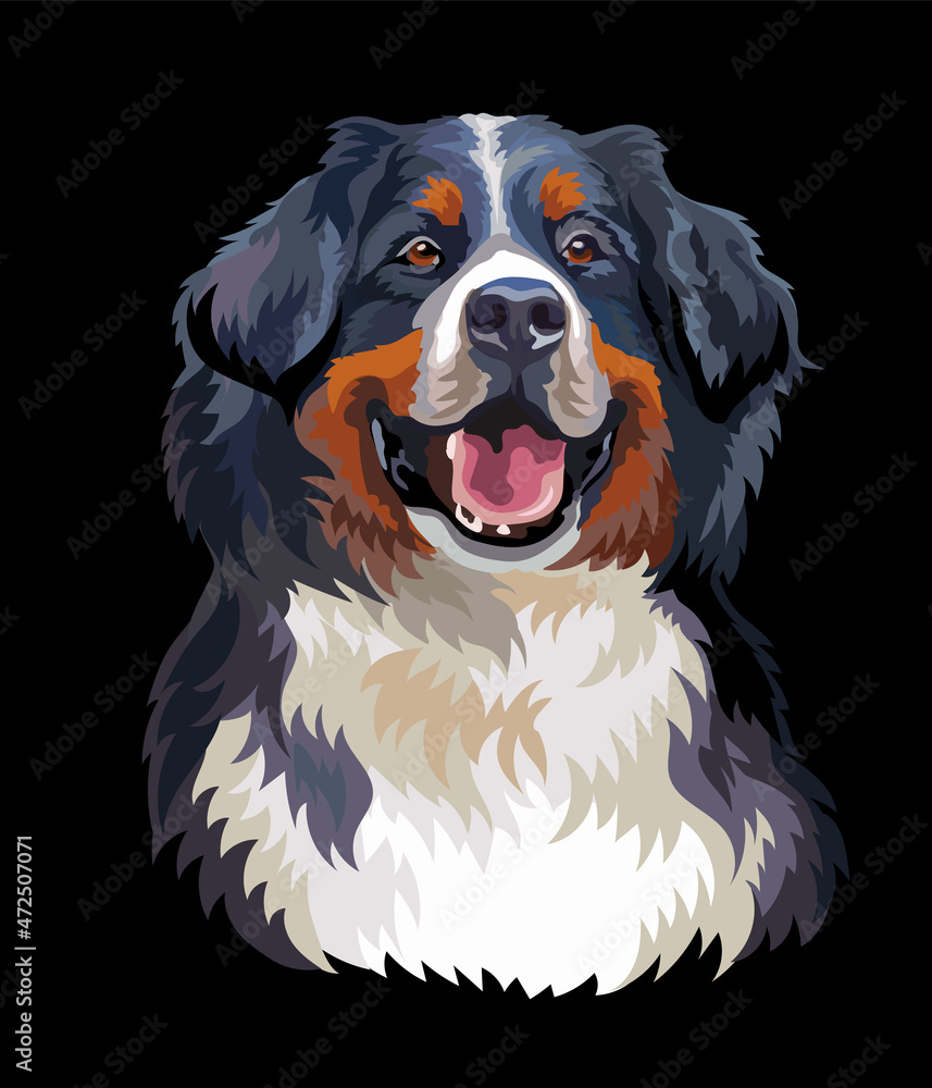 Bernese mountain dog vector color illustration on black background