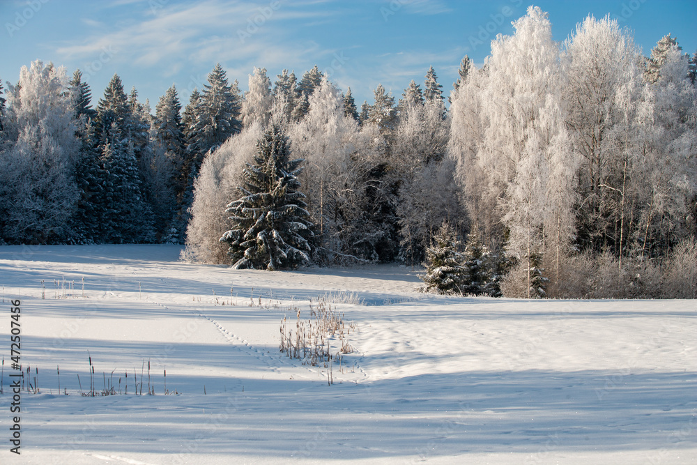 Obraz premium snow covered trees in winter