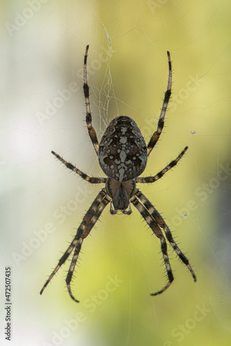 A Spider with a striped pattern waiting for its prey
