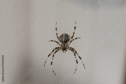 A Spider with a striped pattern waiting for its prey
