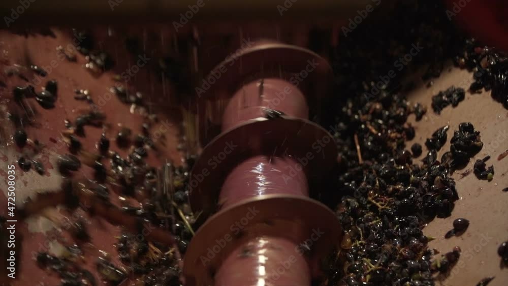 Grapes in the grape crusher machine. The corkscrew crusher. Slow Motion 100 Grapes in the grape crusher machine. The corkscrew crusher. Slow Motion 100
