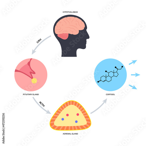 Stress responce system