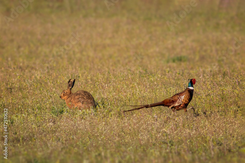  hare  and pheasant in the field