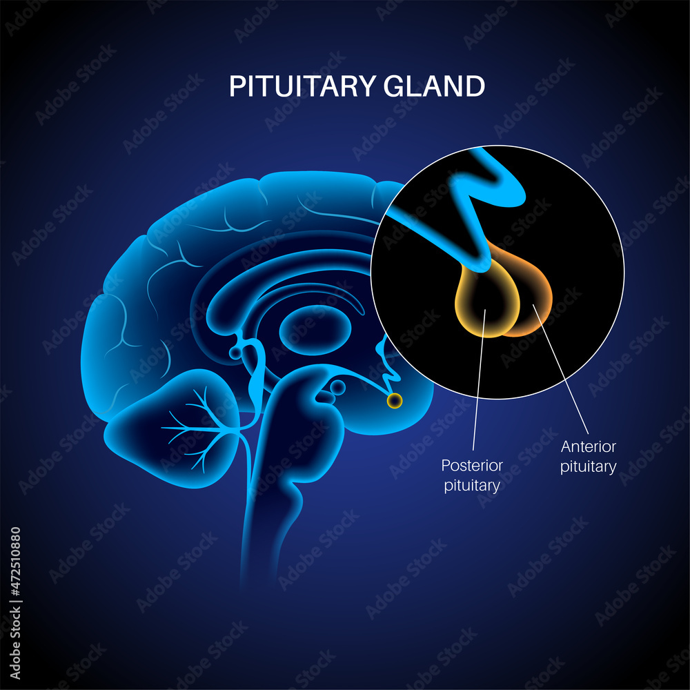 Pituitary gland anatomy Stock Vector Biology Diagrams