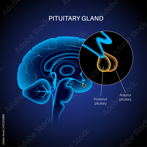 Pituitary gland anatomy