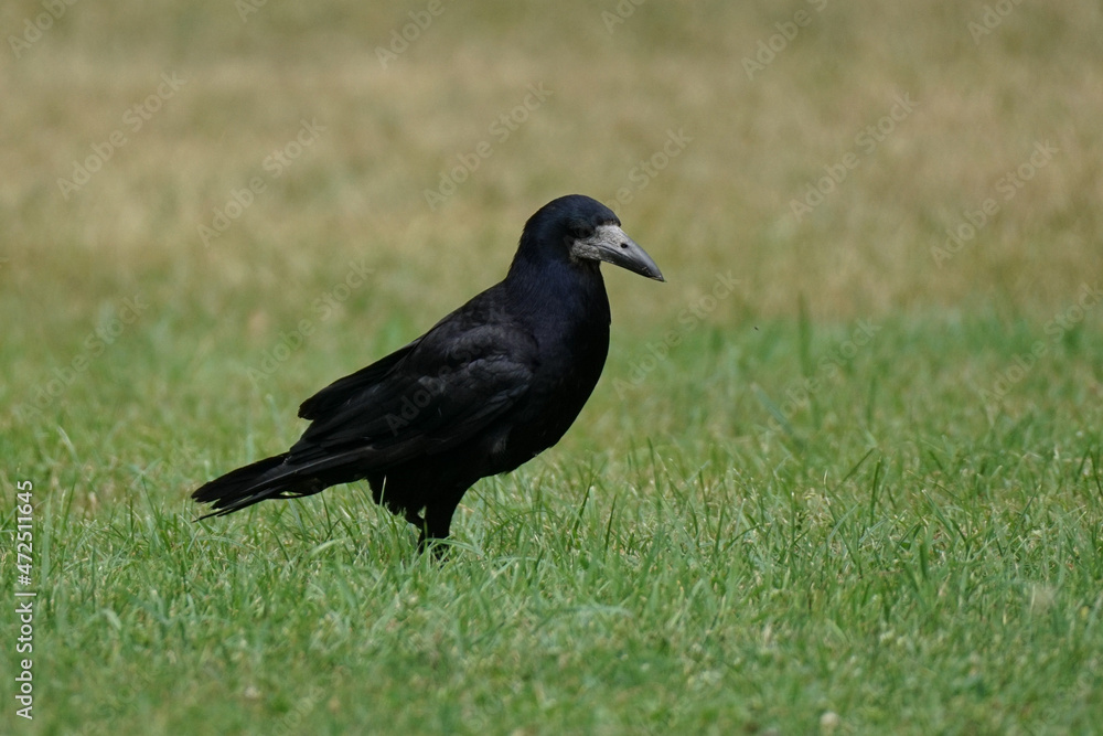 Black rook on the grass
Eurasian rook - Corvus frugilegus Black rook on the grass
Eurasian rook - Corvus frugilegus