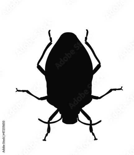 Stink bug vector silhouette illustration isolated on white background. Shield bug beetle symbol. Stinkbug shape. photo