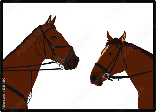 Elegant racing horse head portrait vector illustration isolated on white. Hippodrome sport event. Equestrian riding horse couple in love in stable shape. Beautiful farm animal head symbol.