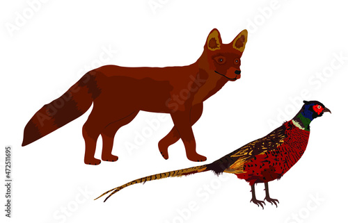 Fotografering Cunning fox lurks a pheasant vector illustration isolated on white background
