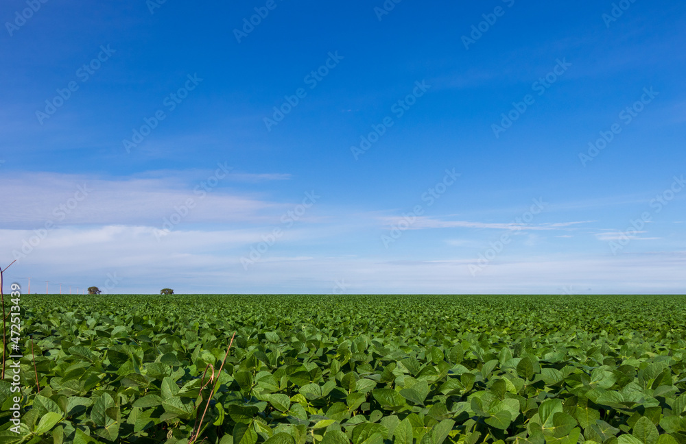 Plantação de soja em uma fazenda sob o céu azul. Plantação de soja em uma fazenda sob o céu azul.
