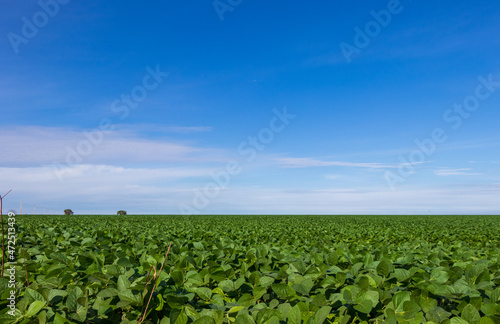 Quadro em tela Plantação de soja em uma fazenda sob o céu azul.