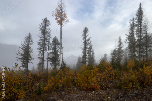 Trees in the fog in the mountains