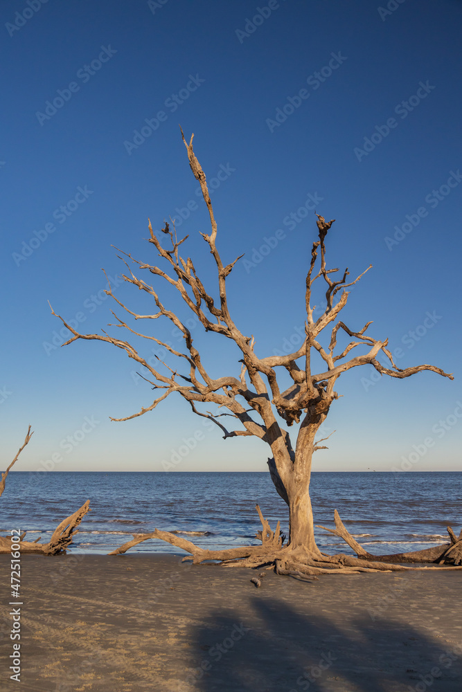 Large bare tree and driftwood on the beach
Large bare tree and driftwood on the beach